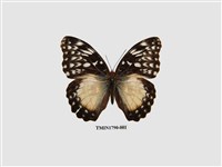 藏品(外國蝴蝶)的圖片